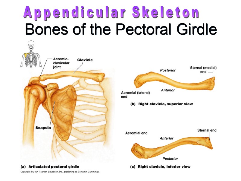 Bones of the Pectoral Girdle Appendicular Skeleton
